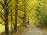 Country Road Passing by Autumn Trees  New England  USA