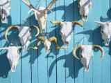 Animal Skulls for Sale  Taos  New Mexico  USA
