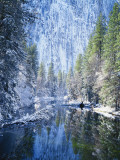 Snow Covered Trees Along Merced River  Yosemite Valley  Yosemite National Park  California  USA