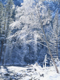 Snow Covered Trees Along Merced River  Yosemite Valley  Yosemite National Park  California  USA