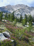 Wildflowers on Patterson Peak  Challis National Forest  Sawtooth Recreation Area  Idaho  USA