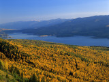 Autumn Larch Trees over Hungry Horse Reservoir  Swan Mts  Hungry Horse Montana  USA