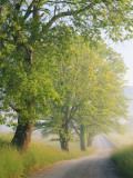 Fog Covered Road Through Landscape  Cades Cove  Great Smoky Mountains National Park  Tennessee  USA