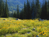 Wildflowers and Trees  Wasatch-Cache National Forest  Utah  USA