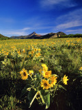 Balsamroot Along the Rocky Mountain Front  Waterton Lakes National Park  Alberta  Canada
