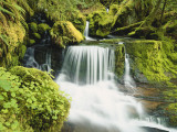 Waterfall in Willamette National Forest  Oregon  USA