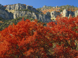 Bigtooth Maple  Blacksmith Fork Canyon  Bear River Range  Wasatch National Forest  Utah  USA