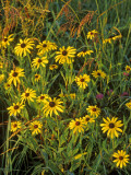 Black Eyed Susans Wildflowers  Neil Smith Nwr  Iowa  USA