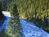 Conifer Forest Along River  Henrys Fork  Snake River  Targhee National Forest  Idaho  USA