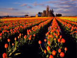 Commercial Tulip Field in the Skagit Valley  Washington  USA