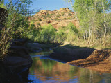 Cottonwoods Along Stream  Grand Staircase-Escalante National Monument  Utah  USA