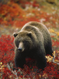 Grizzly Bear Standing Amongst Alpine Blueberries  Denali National Park  Alaska  USA