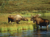 Moose Standing by Wonder Lake  Denali National Park  Alaska  USA