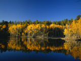 Autumn Trees Reflecting in Lake  Flatiron Lake  Dixie National Forest  Utah  USA