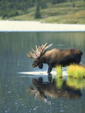 Bull Moose Wading in Tundra Pond  Denali National Park  Alaska  USA