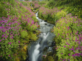 Pink Monkey Flowers Growing Along Stream  Mount Rainier National Park  Washington  USA