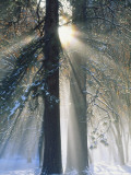 Sun Rays Streaming Through Snow Covered Trees  Yosemite National Park  California  USA