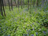 Virginia Bluebells Growing in Forest  Jessamine Creek Gorge  Kentucky  USA