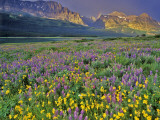 Meadow of Wildflowers in the Many Glacier Valley of Glacier National Park  Montana  USA