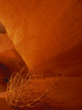 Tumbleweed on Ledge in Antelope Canyon  Page  Arizona  USA
