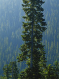 Old-Growth Forest Above Chinook Creek  Mount Rainier National Park  Washington  USA