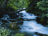 Spring-Fed Stream in Spring Hollow  Wasatch-Cache National Forest  Utah  USA