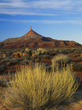 Rabbit Brush and Blackburn on Flats Below North Six-Shooter Peak  Canyonlands National Park  Utah