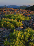 Arnica and Broken Rocks on Ridge Near Mount Isabel  Bridger National Forest  Wyoming  USA
