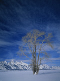 Bare Tree in Snowy Landscape  Grand Teton National Park  Wyoming  USA