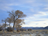 Cottonwood Trees in Arid Landscape  Grapevine Mountains  Nevada  USA