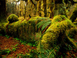 Hall of Mosses Trail in Hoh Rainforest in Olympic National Park  Washington  USA