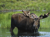 Bull Moose Standing in Tundra Pond  Denali National Park  Alaska  USA