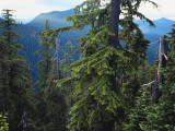 Old Growth Forest  Cascade Mountains  Opal Creek Wilderness  Willamette National Forest  Oregon  US