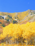 Aspen Forest at Dusk  Wellsville Mountains  Wasatch-Cache National Forest  Utah  USA