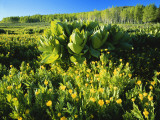 Plants Growing in Field  Logan River  Franklin Basin  Bear River Range  Cache National Forest