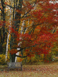 Empty Bench under Maple Tree  Twin Ponds Farm  West River Valley  Vermont  USA