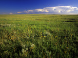 Open Short Grass Prairie North of Malta  Montana  USA