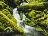 Waterfall over Moss Covered Rock  Olympic National Park  Washington  USA