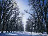 Tree Lined Promenade in Winter  Liberty Park  Salt Lake City  Utah  USA