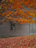 Barn and Maple Tree in Autumn  Vermont  USA