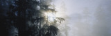 Early Morning Sunlight Falling on Fog Shrouded Forest  Redwood National Park  California  USA