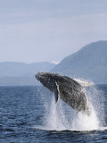 Humpback Whale Breaching  Inside Passage  Alaska  USA