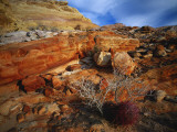 Cactus Among Rocks  Mojave Desert  Valley of Fire State Park  Nevada  USA