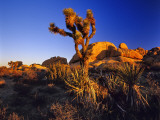 Jumbo Rocks at Joshua Tree National Park in California  USA