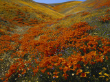 Poppies Growing on Valley  Antelope Valley  California  USA