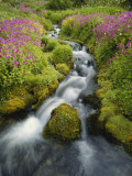 Pink Monkey Flowers Growing Along Stream  Mount Rainier National Park  Washington  USA