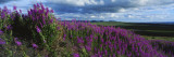 Fireweeds Blowing in Evening Breeze  Mackenzie Mountains  Arctic Circle  Canada