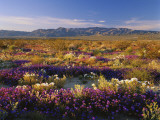 Flowers Growing on Desert Landscape  Sonoran Desert  Anza Borrego Desert State Park  California  US