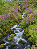 Pink Monkey Flowers Growing Along Stream  Mount Rainier National Park  Washington  USA