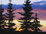 Silhouette of Trees at Sunrise  Sierra Madre  Medicine Bow-Routt National Forest  Wyoming  USA